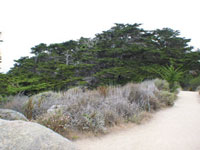 Cypress Trees at Point Lobos