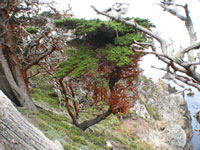 Point Lobos Scenery