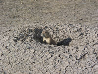 This is one of the residents of the Prairie Dog Town in the Badlands