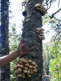 Shrooms at Gooseberry Falls along a hike up the river