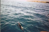 Spinner Dolphins off the bow