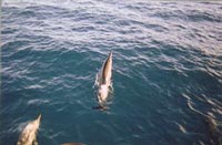 Spinner Dolphins off the bow