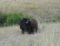 Da Bull - This was the first Bison i've seen up close - he was HUGE