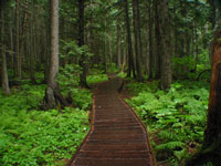 Trail of Cedars in Glacier N.P.