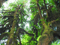 The Hoh Rain Forest