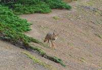 This coyote paid us a visit while we were camping out on the ridge