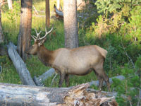 The elk are so beautiful. They look like deer, but there the size of big horses - kinda like giant deer.