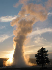 Old faithful totally going off in the evening - just as a reference - that tree is a tall one