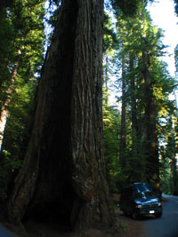 The GIANT Redwoods