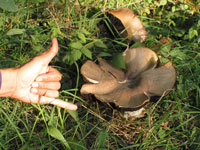 A wild mushroom in Humbolt county - The shaka is to show you the scale