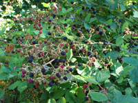 Wild berries growing everywhere - these were next to our van